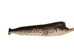 PEIXE EVISC SURUBIM S/C RIO MAR 5 A 8KG